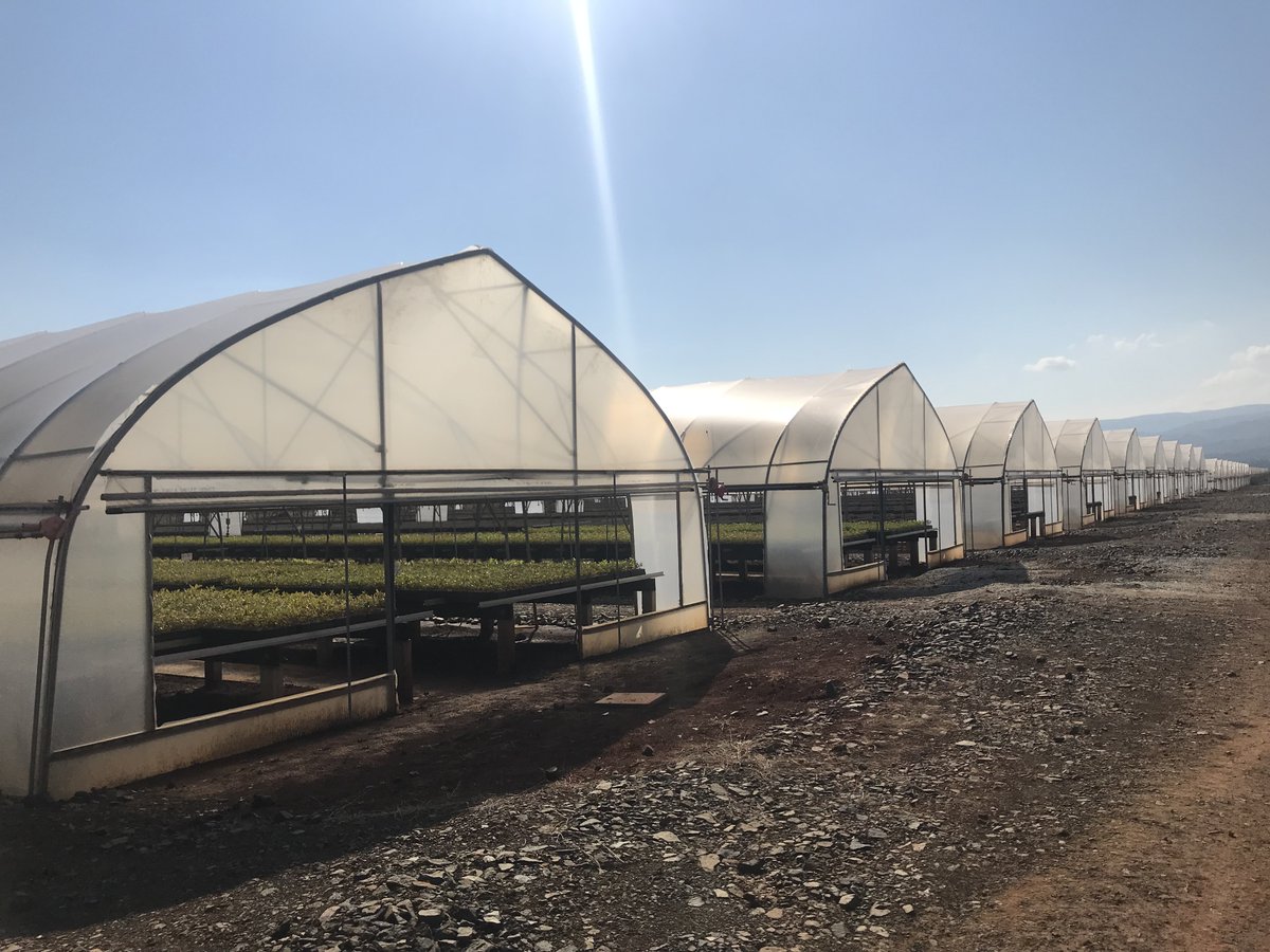 Trinog_xs's tweet photo. Light Tunnel Film Greenhouse Project by Trinog Greenhouse
Welcome to watch our Youtube Channel 
https://t.co/kyGzmpkTxo https://t.co/e4aFK5iJ5T