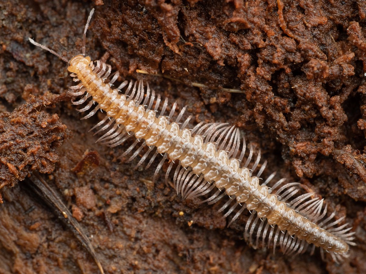 ヤスデ図鑑を作りたい On Twitter ヤスデ図鑑を作りたい No 56 フトケヤスデ属の1種 Tokyosoma Sp ヤスデの仲間は 左右対称に脚を波打たせて歩きます フサヤスデを除く 同じ歩き方をする生き物は他にいるのでしょうか ムカデ コムカデ エダヒゲムシ