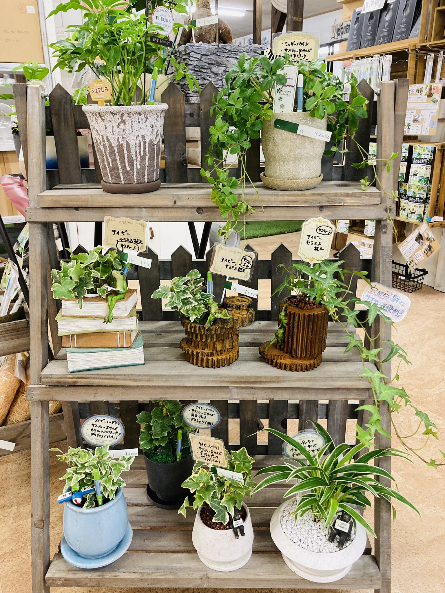 ガーデンマルシェ 下関 防府 下関店 ミニ観葉植物 植え込んでます 小さなマスコット達も隠れてますよ ガーデンマルシェ 下関 寄せ植え 園芸 ガーデニング 花屋 ガーデン 花のある暮らし 花のある生活 植物のある暮らし 花 庭