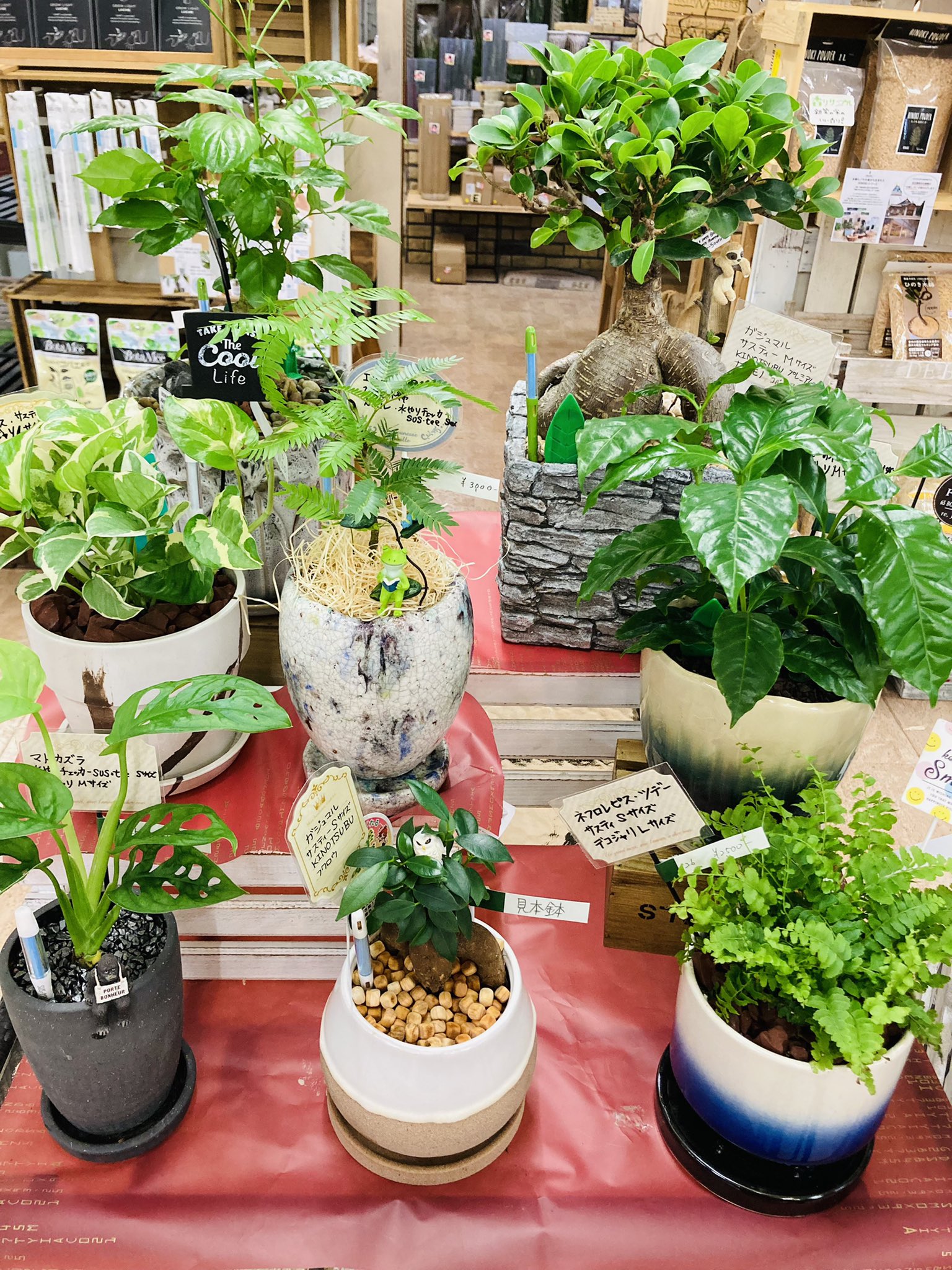 ガーデンマルシェ 下関 防府 下関店 ミニ観葉植物 植え込んでます 小さなマスコット達も隠れてますよ ガーデンマルシェ 下関 寄せ植え 園芸 ガーデニング 花屋 ガーデン 花のある暮らし 花のある生活 植物のある暮らし 花 庭
