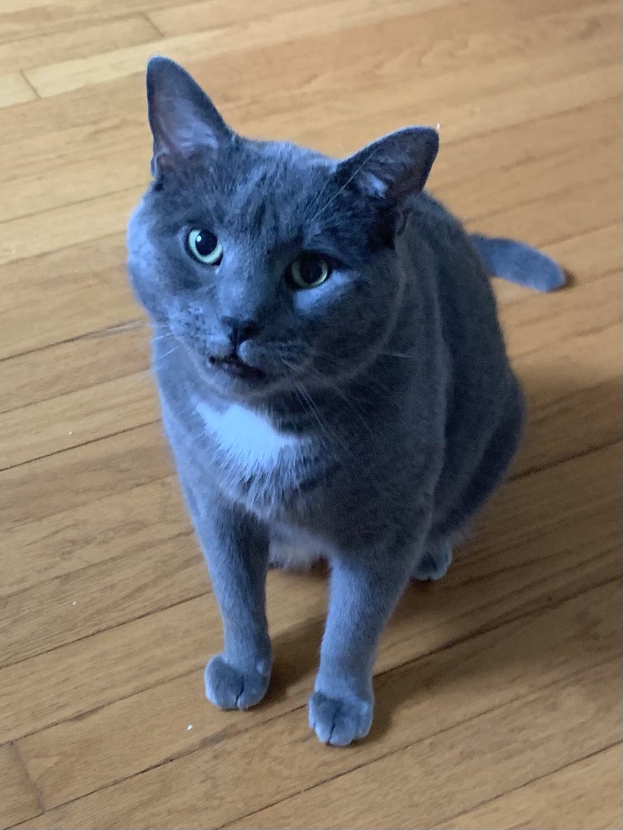 Love me some #olcpets pics. Hello, Biggie! I introduce you to Carmelo. I’m missing my fur baby too. He clearly had too many treats tonight with that face. #IELOL <a href="/OLCToday/">The Online Learning Consortium</a>