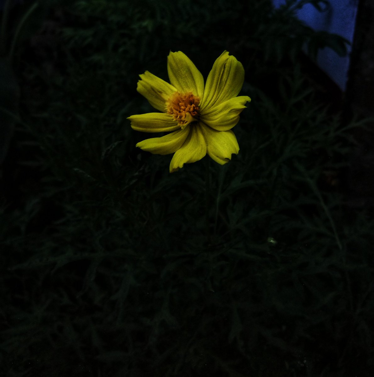 AninditaNanda1's tweet photo. Very good morning everyone 🌞
#earlymorningclick
#mobilephotography https://t.co/loi2JBZeTe