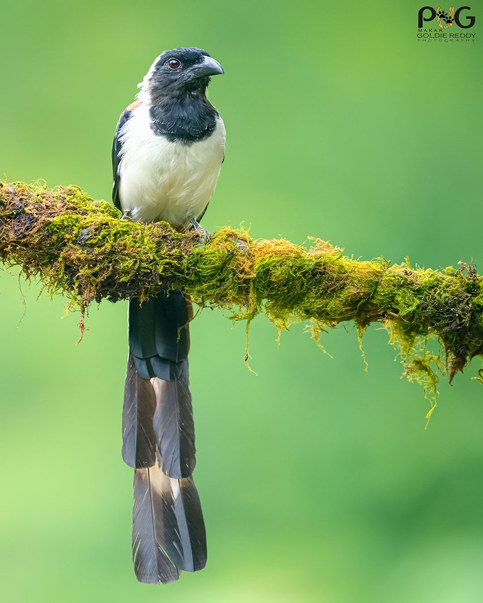 White Bellied treepie
Kodagu
Western Ghats
Karnataka

#sanctuaryasia #incredibleindia #wildlife #natureinfocus #natgeo #wildindia #natgeotravel #natgeoindia #indiagram #india #westernghats #photography #wildlifephotography #birdsofindia #birds #treepie