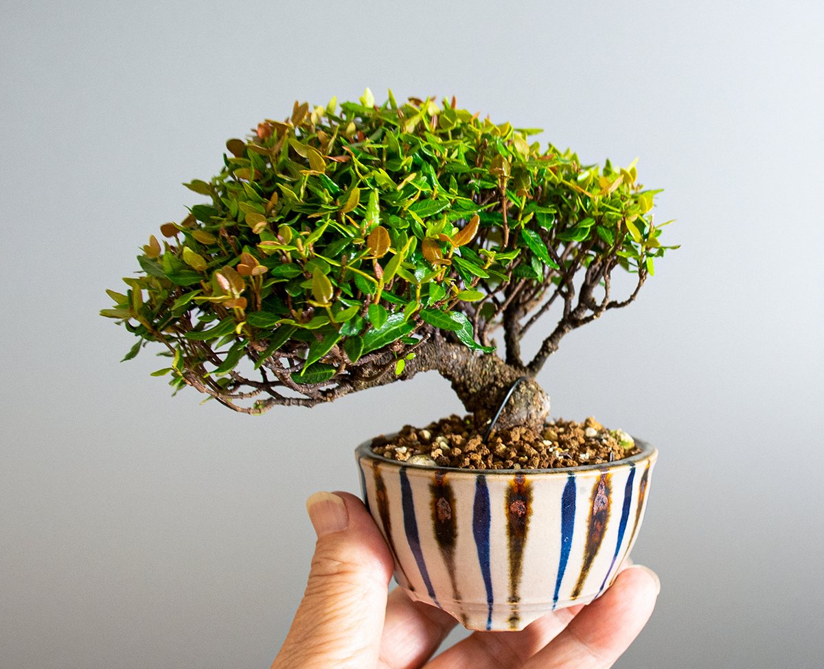 盆栽鉢 柴勝g 柴勝 | 盆栽、盆栽書籍、盆栽鉢の通販│