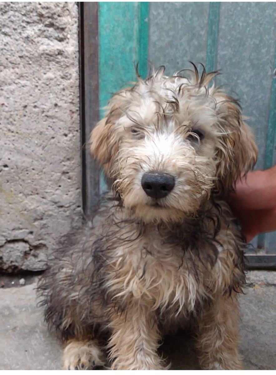 Lizzysa's tweet photo. Están en Adopcion, son pequeños , se entregan bañados, esterilizados y desparasitados 
¡Cambiémosles la vida a estos perritos! ♥️
Info con Hilda +52 55 2241 8642

@inakimanero @AdoptameNaucal1 @Apoyo_Croqueton @Lacasadelsalchi https://t.co/JDBgm6kBjP