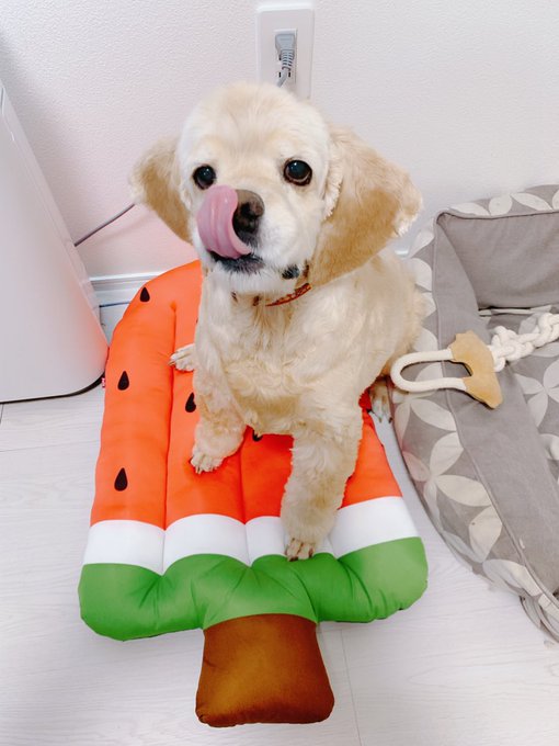 スイカサマーベッド導入したら早速お気に入り🍉🥰 