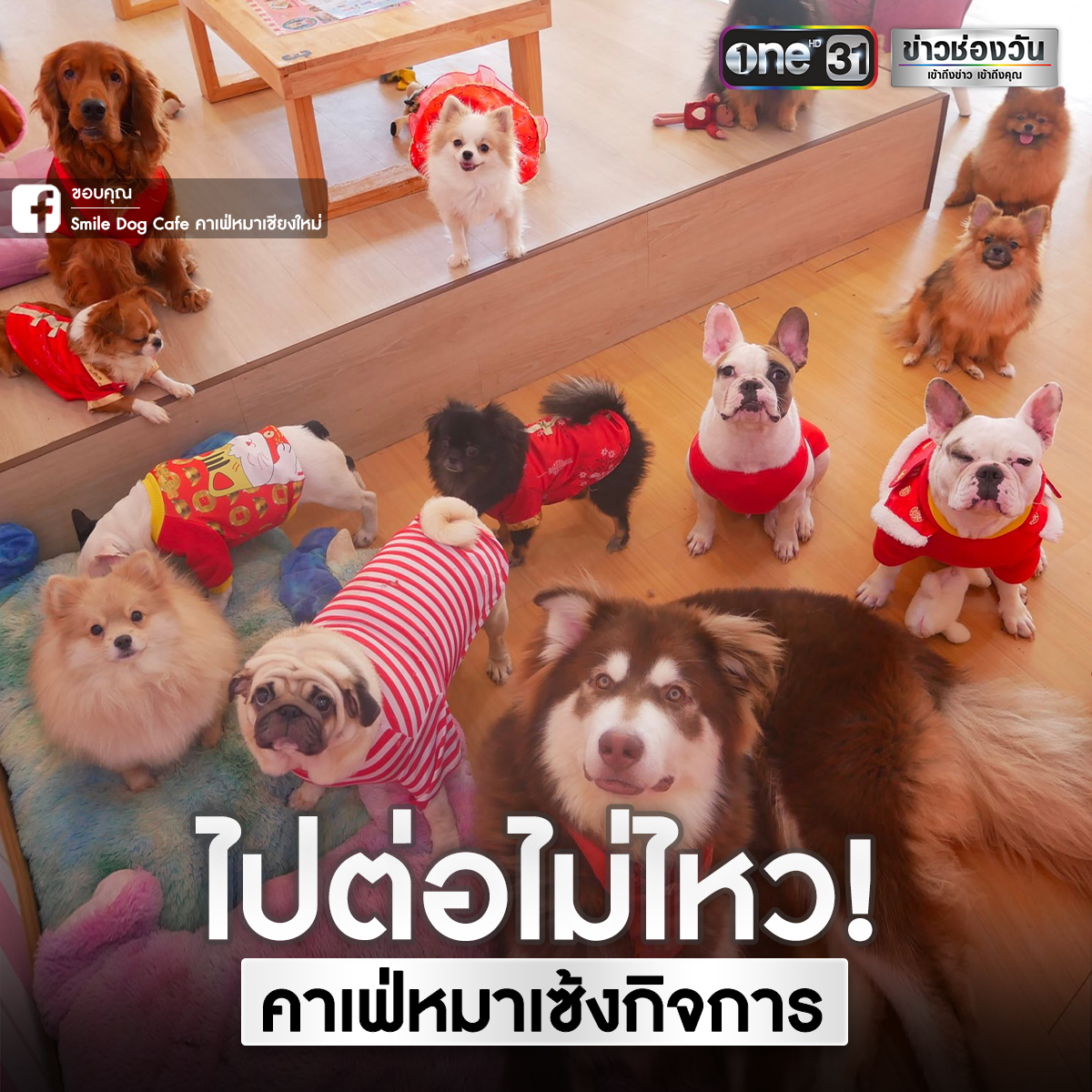 onenews31's tweet photo. พิษโควิด! ร้าน Smile Dog Cafe คาเฟ่หมาเชียงใหม่ ไปต่อไม่ไหว ประกาศเซ้งกิจการ หาบ้านใหม่ให้น้องหมา 28 ตัว ใครสนใจสามารถไปดูน้องหมาที่ร้านด้วยตัวเองถึงสิ้นเดือน ส.ค.
#ข่าวช่องวัน https://t.co/ZWmhOeloxn
