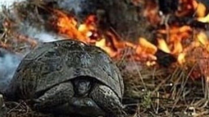 Vet_Rahat's tweet photo. Turkey is burning 🇹🇷 People, animals, and trees are dying. Fire is still flaming more than 58 areas of different cities. 
Oh ALLAH! Shower your blessed rain upon the forest in Turkey and protect the lives of many innocent creatures 🇹🇷. #PrayForTurkey https://t.co/9v4Om06P7y