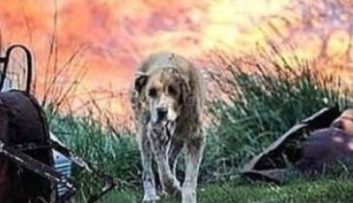 Vet_Rahat's tweet photo. Turkey is burning 🇹🇷 People, animals, and trees are dying. Fire is still flaming more than 58 areas of different cities. 
Oh ALLAH! Shower your blessed rain upon the forest in Turkey and protect the lives of many innocent creatures 🇹🇷. #PrayForTurkey https://t.co/9v4Om06P7y