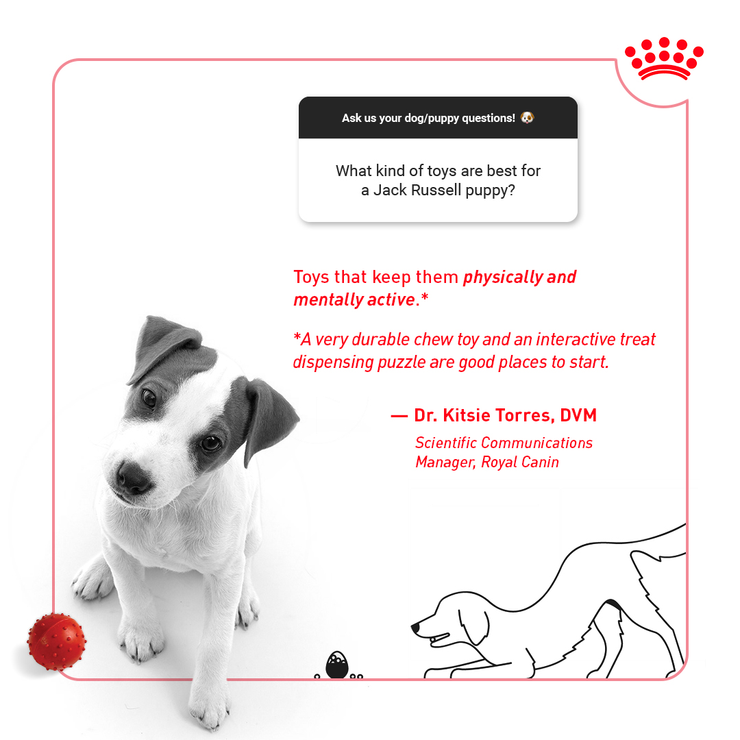 Jack Russells can be a handful, especially at a young age when they are most active and curious. Keep up with their energy levels using engaging toys, and support their body with the proper breed health nutrition!

Check out our Instagram stories to submit your inquiries!