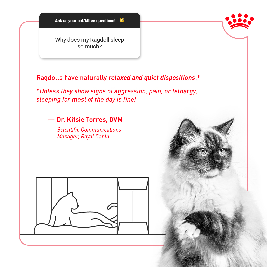 Did you know that cats need about 12-16 hours of sleep daily? Don’t be surprised if your Ragdoll comes off as a bit too mellow—chances are, they’re just doing what they do best: relaxing!

Got any questions for our Royal Canin vets? Submit questions through our Instagram Stories