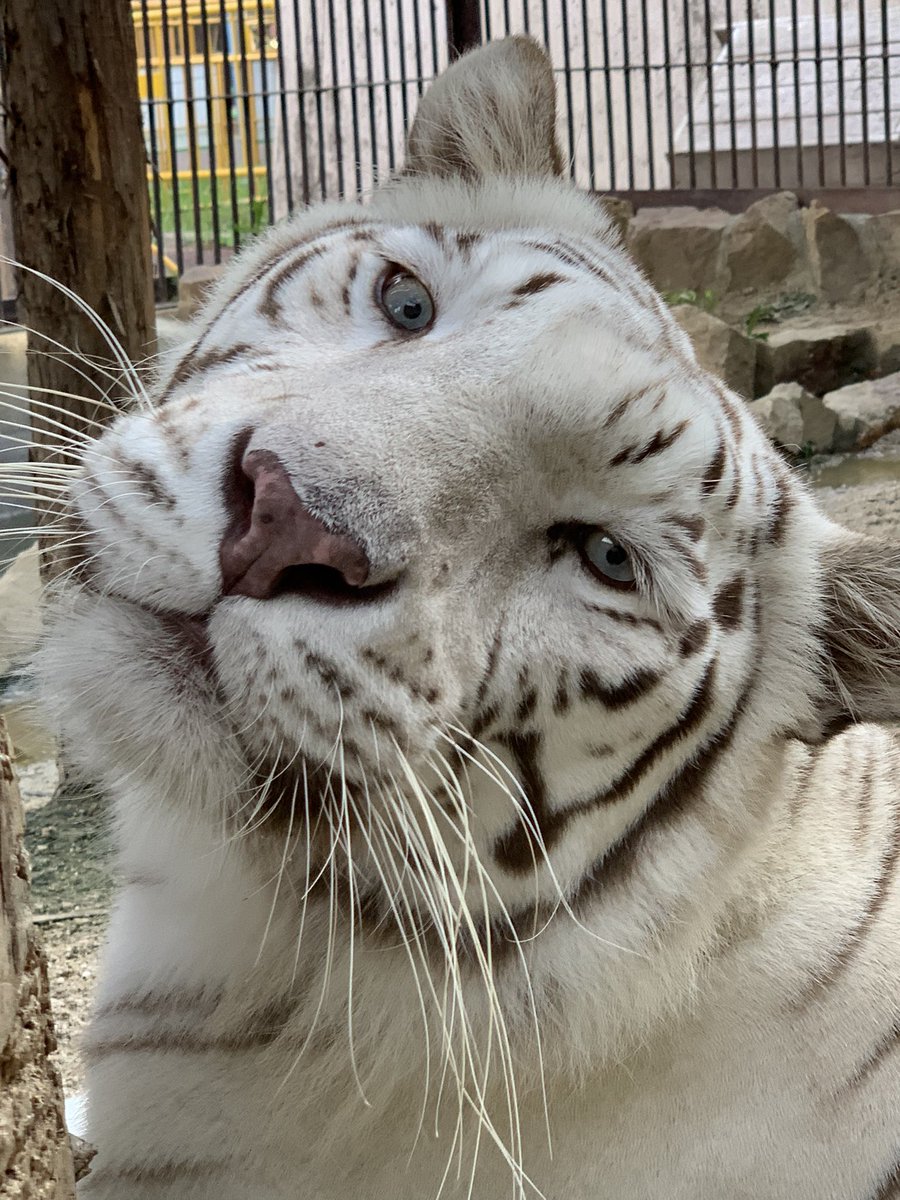 公式 池田zoo 池田動物園 على تويتر フリー素材です ご自由にお使いください 動物園 Zoo ホワイトタイガー Tiger トラ サン サンちゃん 岡山 公式 池田zoo 池田動物園 على تويتر フリー素材です ご自由にお使いください 動物園 Zoo ホワイトタイガー Tiger トラ サン サンちゃん 岡山