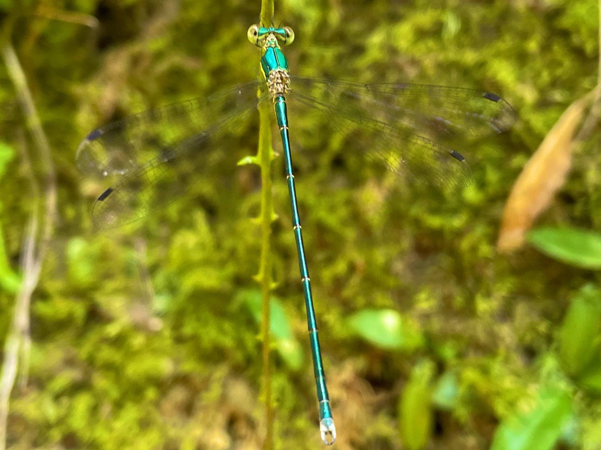 湖東三山 苔の寺 西明寺 本堂横の草に大青糸蜻蛉 オオアオイトトンボ のオスが止まっております エメラルドグリーンの体が綺麗です 日本 滋賀県 寺 湖東三山 西明寺 境内 池 風景 景色 自然 昆虫 蜻蛉 トンボ とんぼ オオアオイトトンボ