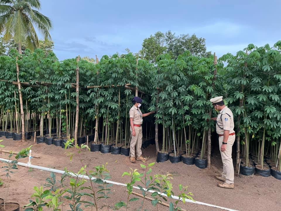 NAYAGARH FOREST DIVISION (@forestdivision) on Twitter photo Fast growing species raised in 18" X 18" polythene in Naukhal central Nursery is giving promising result….. now it’s 12 cm collar girth but we are aiming at minimum 20 cm collar girth.
<a href="/pccfodisha/">PCCF & HoFF Odisha</a>
<a href="/CMO_Odisha/">CMO Odisha</a>
<a href="/ForestDeptt/">Odisha Forest, Env. and Climate Change Department</a>
<a href="/sandeepifs/">Sandeep Tripathi, IFS</a>
@SahuSwetaleena Fast growing species raised in 18" X 18" polythene in Naukhal central Nursery is giving promising result….. now it’s 12 cm collar girth but we are aiming at minimum 20 cm collar girth.
<a href="/pccfodisha/">PCCF & HoFF Odisha</a>
<a href="/CMO_Odisha/">CMO Odisha</a>
<a href="/ForestDeptt/">Odisha Forest, Env. and Climate Change Department</a>
<a href="/sandeepifs/">Sandeep Tripathi, IFS</a>
@SahuSwetaleena