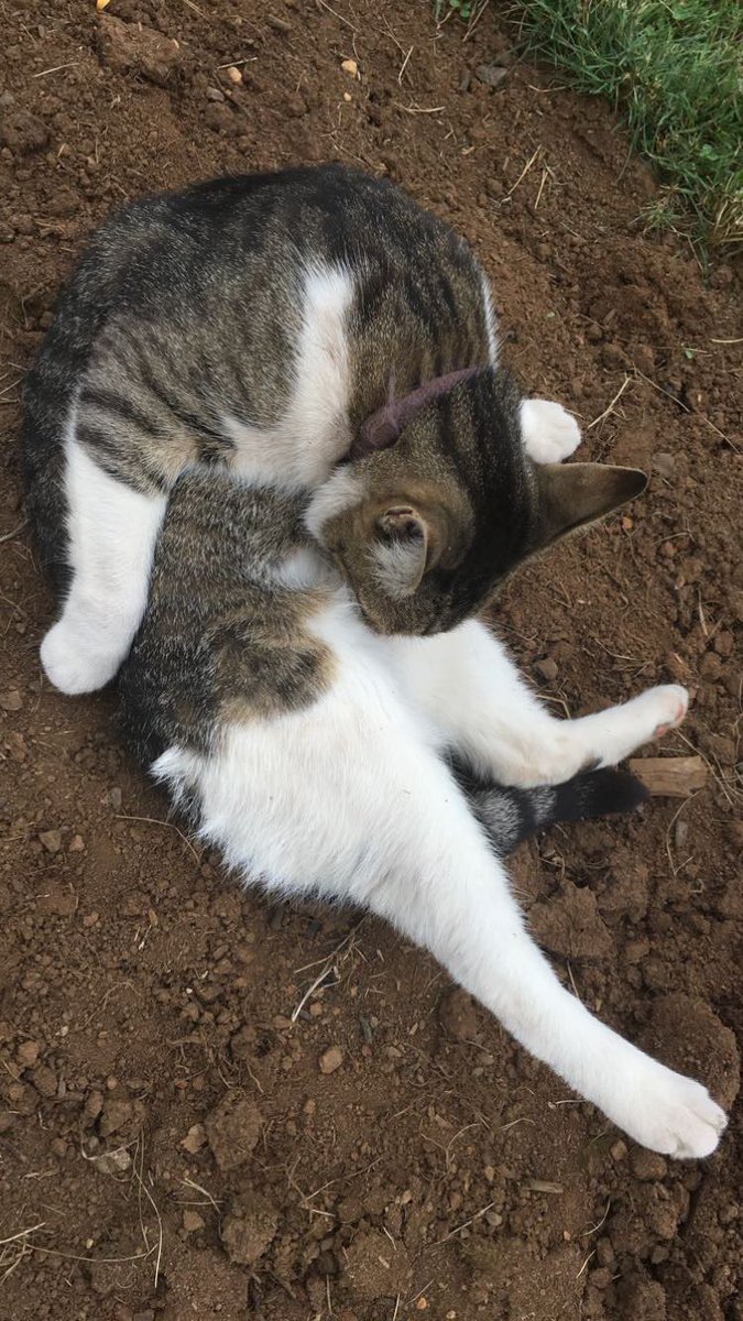 hinklethis's tweet image. Rest in Paradise Lucky🖤🤍