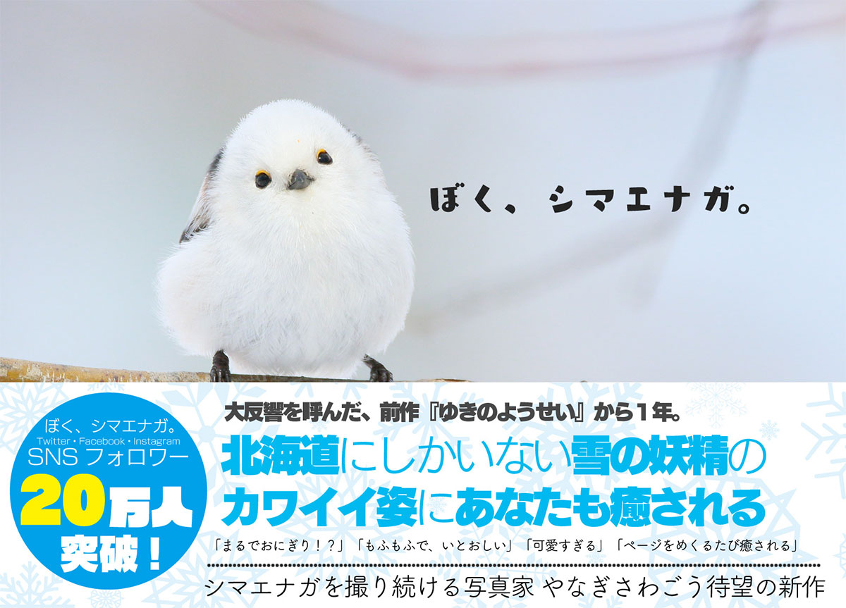 ぼく シマエナガ Daily Simaenaga Twitter ぼく シマエナガ Daily Simaenaga Twitter