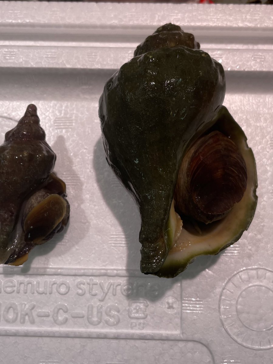 今日は久しぶりに超特大青ツブが入荷しました😳
お刺身で食べるとアワビと似た食感でとても美味しいですよ😀
もちろんすぐ食べれるように処理してお渡ししてます。
是非食べてみて下さい。
ホッキ貝も大サービスで販売してます。＃共栄市場 #ことに #ほっき貝 ＃青ツブ