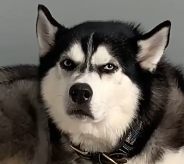 BuddyLifeMagzn's tweet photo. buddylifemagazine- What an angry boi, oh my God...
https://t.co/9l51LP9tMl
https://t.co/knIk9jtHf3
#thoughtofthedog #tueadaytease #huskyworld #angrydog #leavemealone #mespace #buddylifemagazine🐕 https://t.co/wUhbq5gCEW