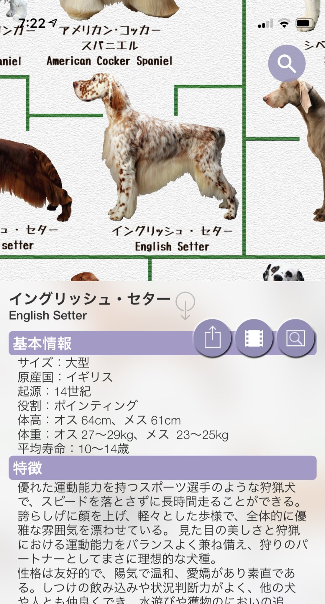みのかさ Twitter પર 犬の系統図を見ては気になる犬種を調べるなどする趣味を持っています T Co 9bqnw9fkyn Twitter