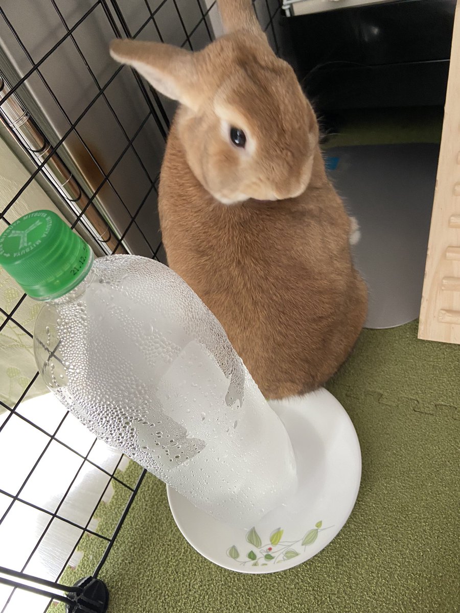 暑いですね☀️💦
今年もこの季節がやってきました❗️
冷凍ペットボトル🧊❄️

みなさん、熱中症に気を付けてね⚠️

#うさぎがいる生活