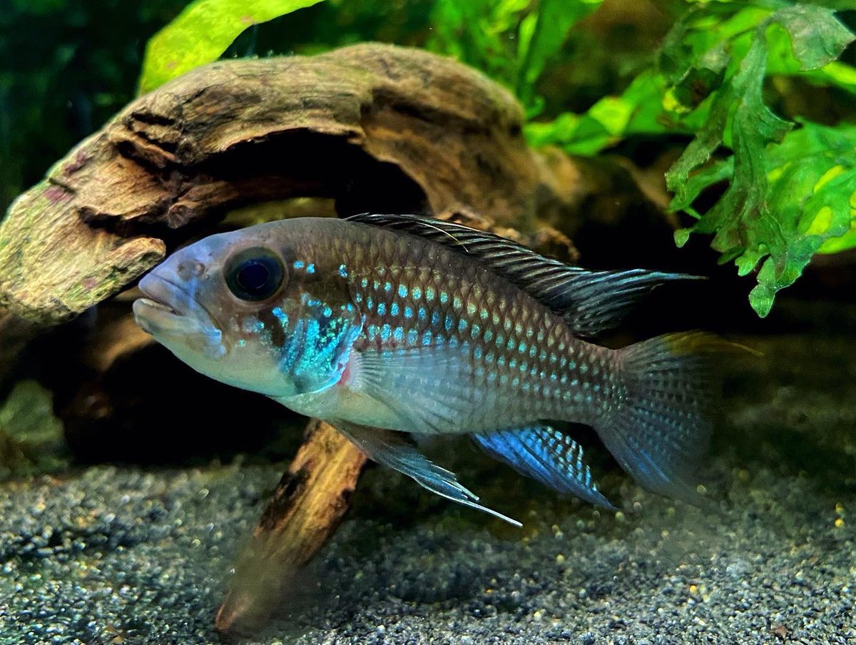 アピストグラマ Twitter Search