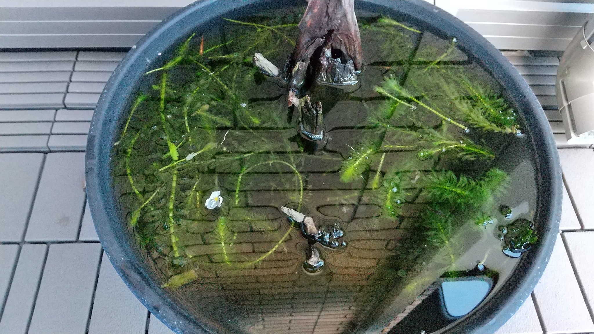 Arthur 睡蓮鉢に花が咲いていた 水草は基本 トリミングしたアナカリスくらいしか入れて無いので アナカリスの花ってことかな 毎日水足してるたげなのに 凄いなぁ T Co 0o3wt5sd4b Twitter