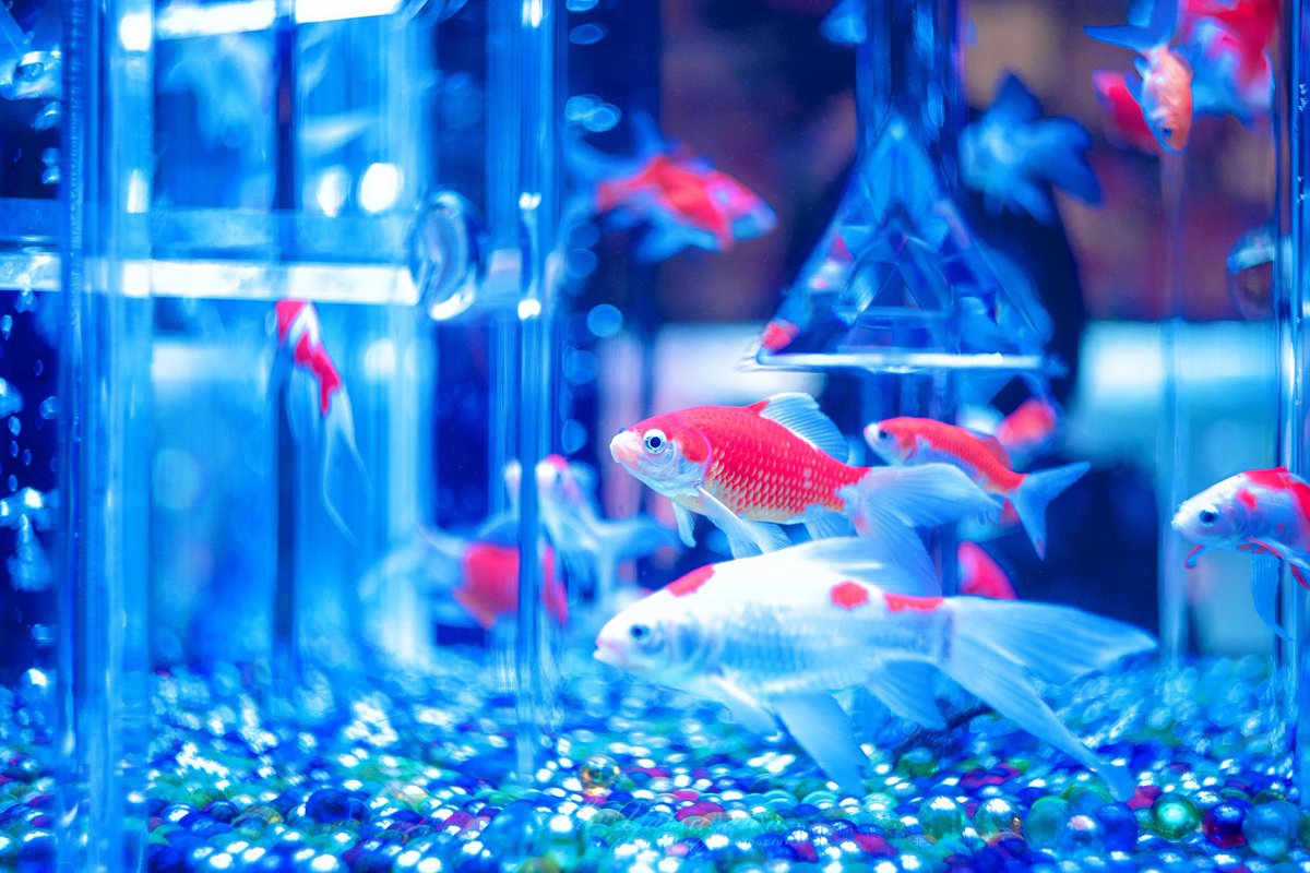 Ichiph's tweet photo. 金魚の宴 https://t.co/n2BeOIjAQi