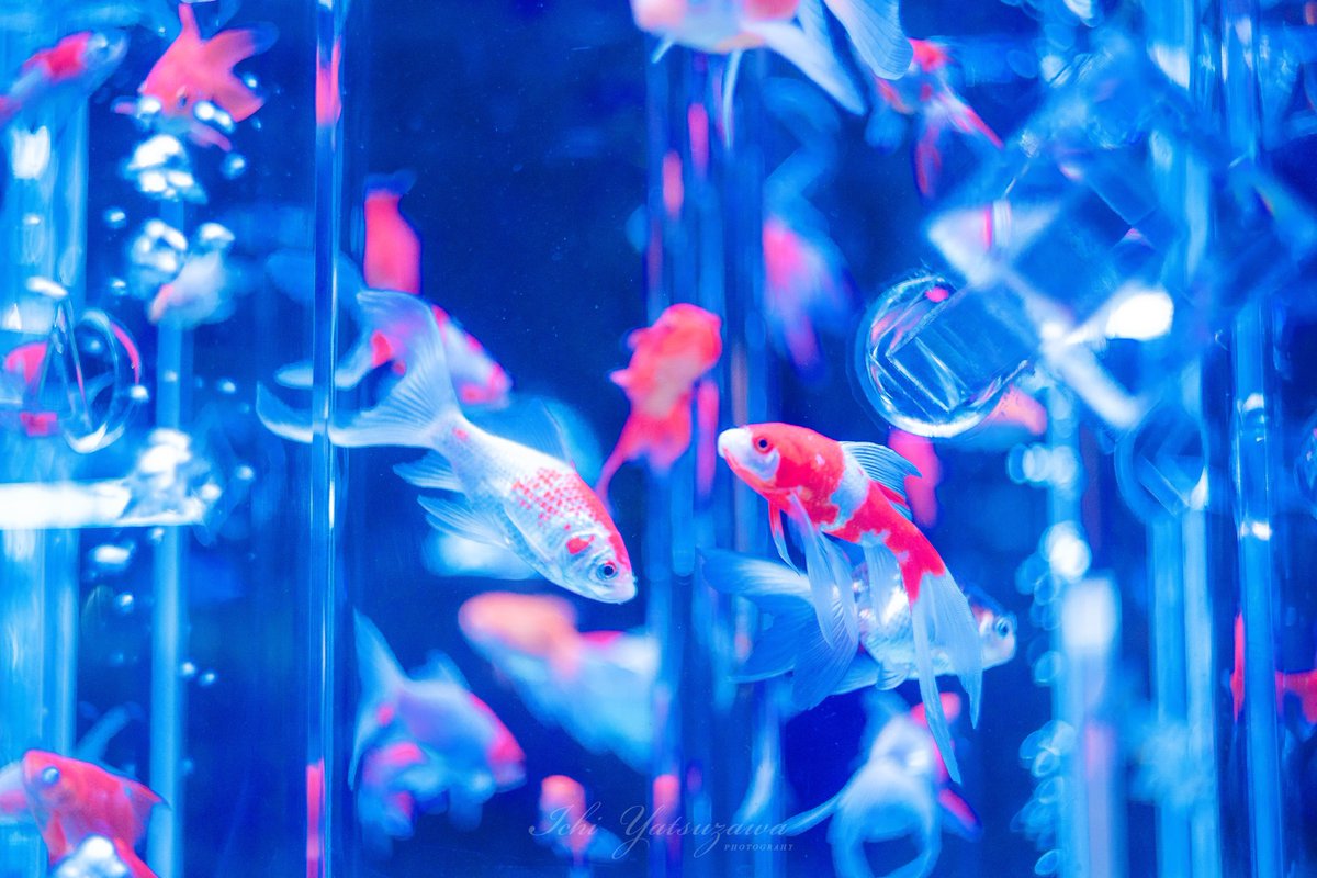 Ichiph's tweet photo. 金魚の宴 https://t.co/n2BeOIjAQi