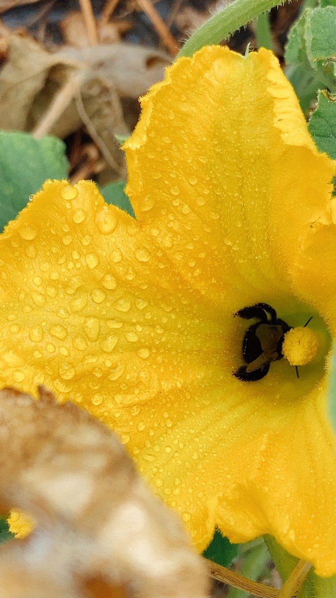 Mayu V Twitter 火曜日の夕方の畑 かぼちゃの花に受粉する虫さん ありがと ウマオイムシさん クマゼミさん 蝉さんのお家の後 穴だらけ