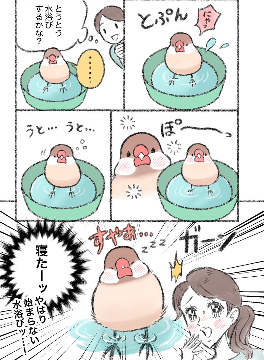 マンガ「とうとう水浴び?!」

#文鳥 #buncho 