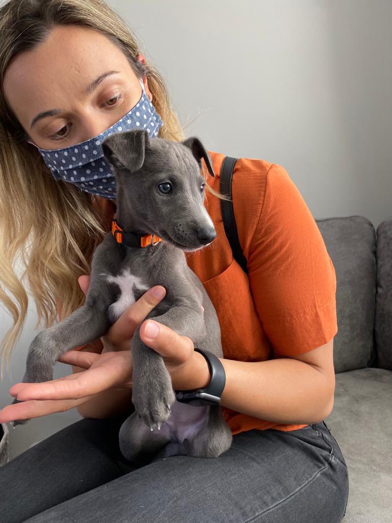 My new little man, Freddy. 

#whippets #DogsofTwittter #30thbirthday #frommetome