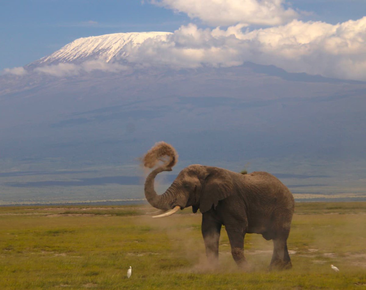 Amboseli is elephantastic 😛😍
.
#hyraxsafaris #tembeakenyanahyrax #magicalkenya #tembeakenya #elephants #safari #safariphotography #amboselinationalpark #kilimanjaro #explore #travelphotography #luxurysafari #midrangesafari #budgetsafari