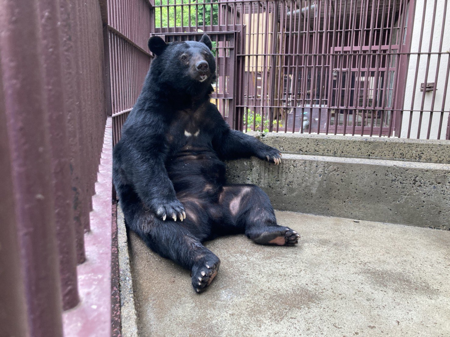 公式 池田zoo 池田動物園 フリー素材です ご自由にお使いください 動物園 Zoo ツキノワグマ ゴンザブロウ T Co Xtoqgebcqe Twitter