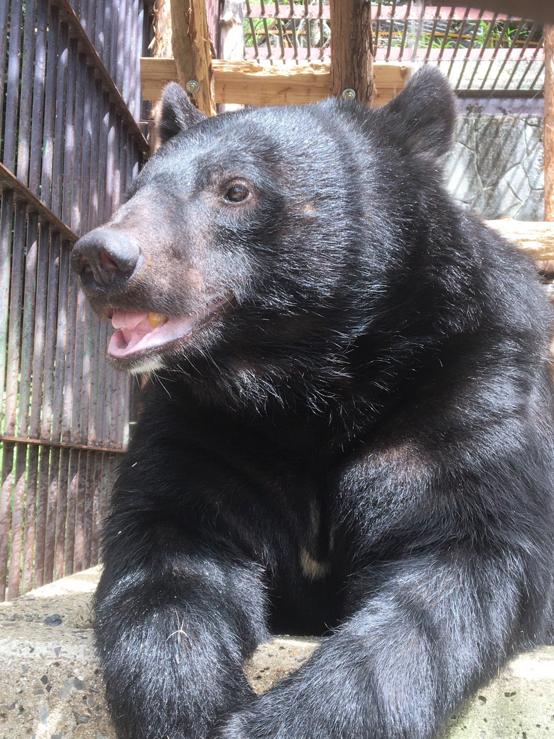 公式 池田zoo 池田動物園 フリー素材です ご自由にお使いください 動物園 Zoo ツキノワグマ ゴンザブロウ T Co Xtoqgebcqe Twitter