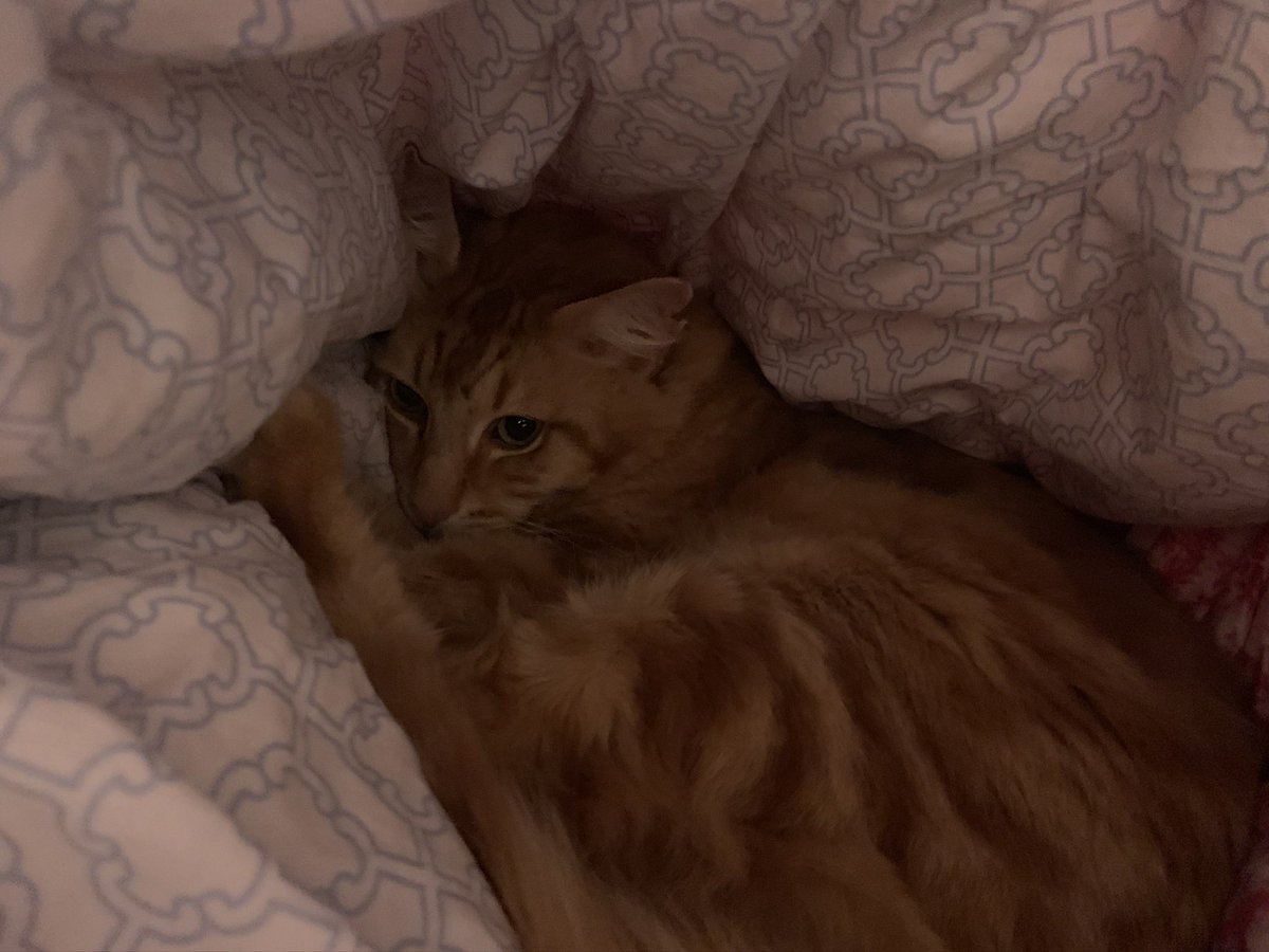 FelineGourmet's tweet photo. Yet ANOTHER storm 😾😾😼, so there's only one place for me and The Tail - under the duvet
#WinterBites
#TailTuesday https://t.co/jMyjNMlVK5