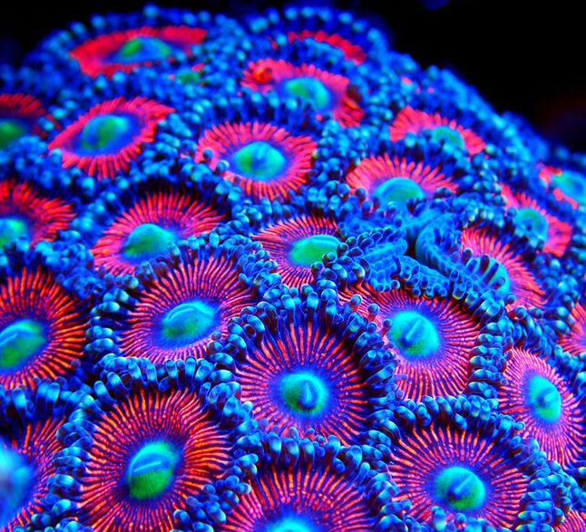 Scuba Choice tweet media