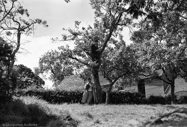 Here's a pretty idyllic way to spend your holiday - reading under a shady tree. Upton Cressett:  Weather Boarded Barn, c1940 [SA-IMG448868] #HolidayActivities