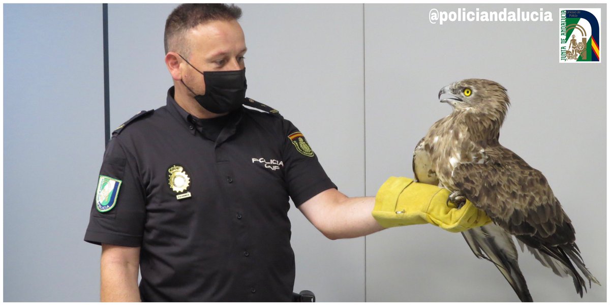 policiandalucia's tweet photo. Vecinos de #OluladeCastro (#Almería)vuelven a ser un ejemplo de #ColaboraciónCiudadana 

Gracias a ellos el #ÁreaDeMedioAmbiente de #PolicíaAndalucía✅,recupera:

Un águila culebrera🦅

La traslada a clínica veterinaria #LosMolinos,entidad colaboradora del #CREA “Las Almohallas” https://t.co/tjkcwVu9TM