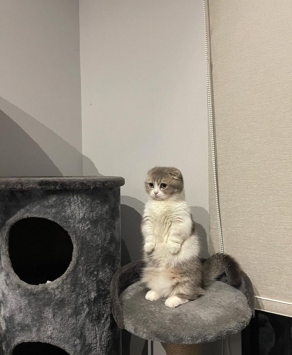 mai_channnnn's tweet photo. #KristasCat https://t.co/BxrwtBz1yy