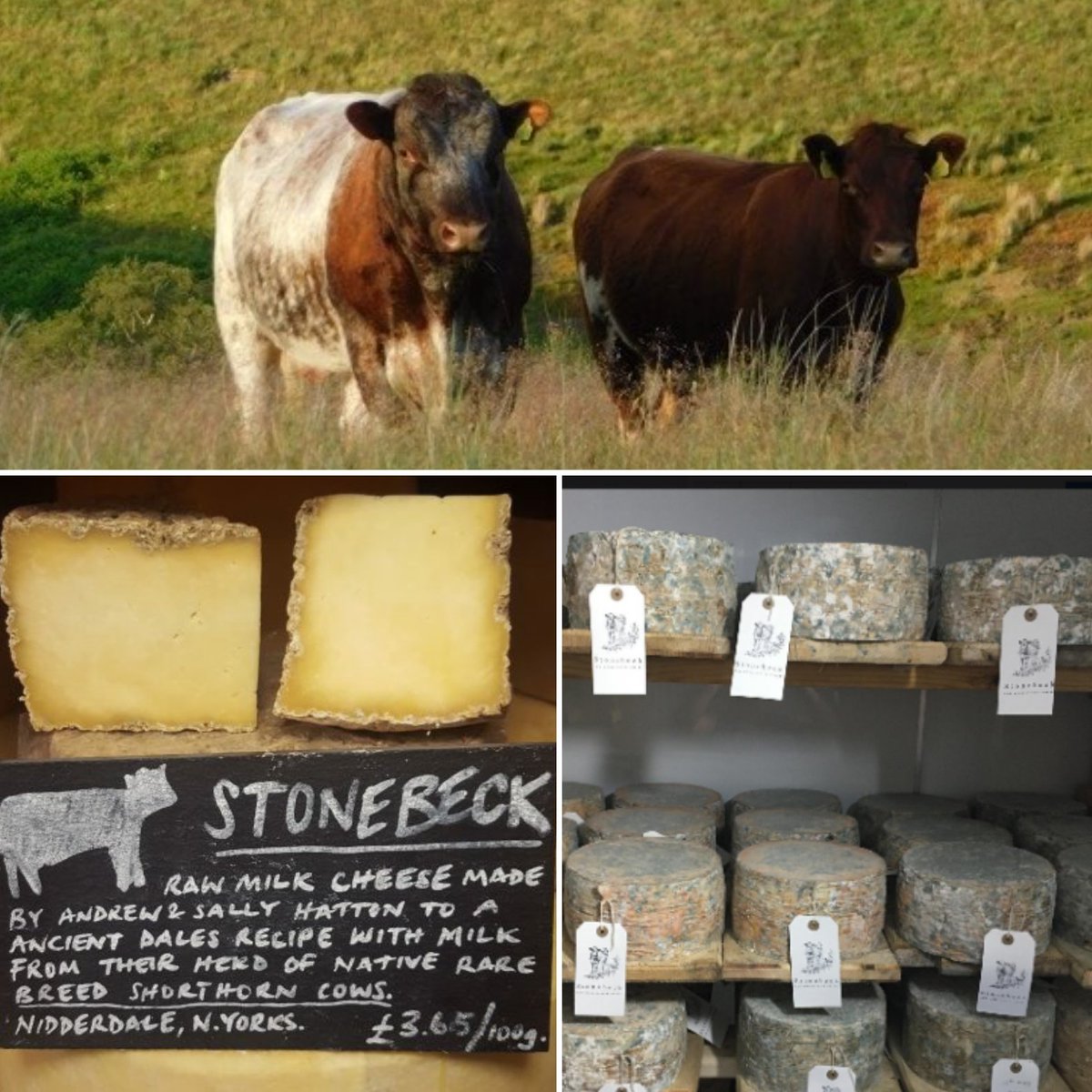 CourtyardDairy's tweet photo. Overjoyed to get some more mature batches of this very special cheese: Stonebeck, seasonally made from the milk of just 12 Northern Dairy Shorthorn cows fed on traditional Yorkshire hay meadows in Nidderdale by Andrew &amp; Sally Hattan.
Worth seeking out:
https://t.co/H0LulFVeRH https://t.co/dVJZm9wuTx