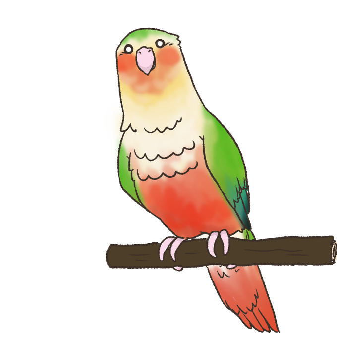 インコイラストのtwitterイラスト検索結果 インコイラストのtwitterイラスト検索結果