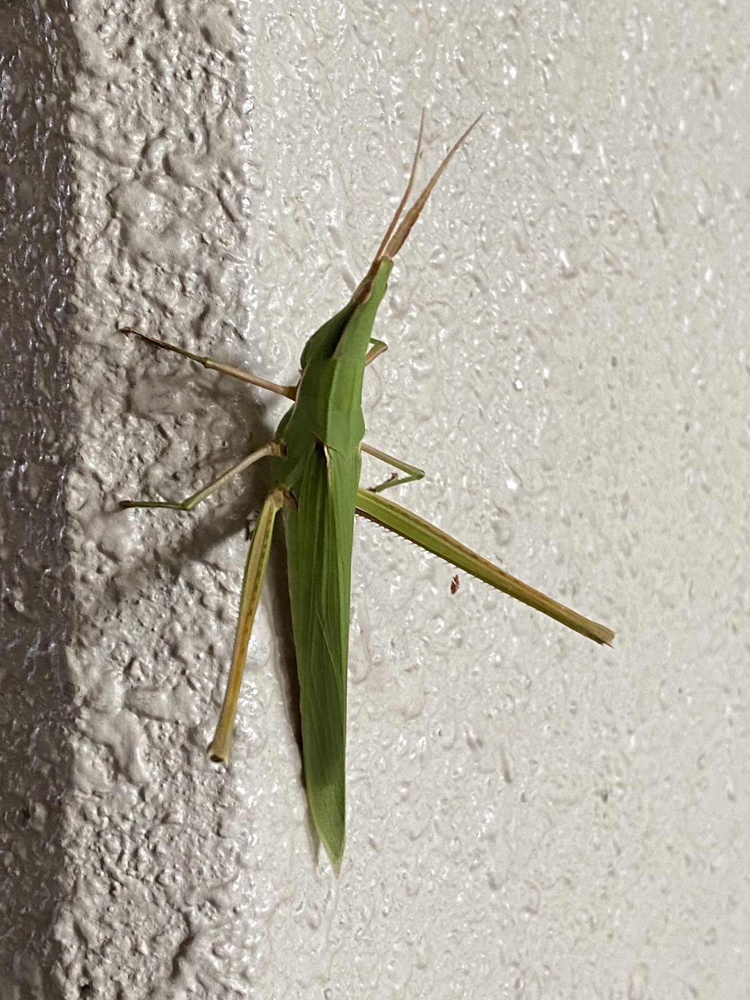 岡野浩介 ショウリョウバッタみつけた 結構でかいんでメスでしょうね 漢字で書くと 精霊蝗虫 なんか強そうだ T Co Eokmrdh0ur Twitter