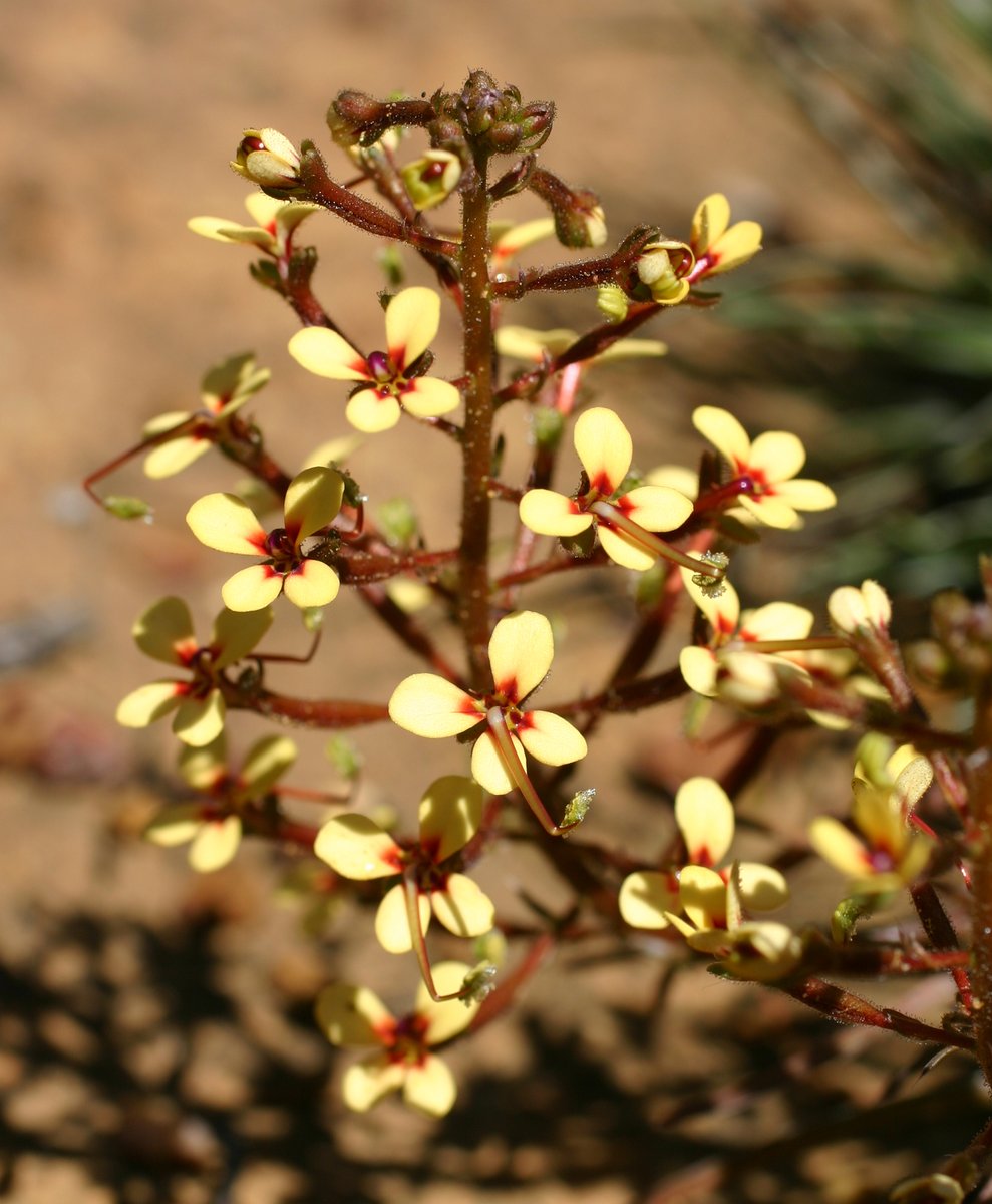 JulietWege's tweet photo. Over the moon to be working with @bmichanderson @Science_DBCA & @FelixForest1 @KewScience to sequence 240 #Stylidiaceae species in partnership with @PlantsAus @BioplatformsAus
We will shed new light on the evolution of Australia’s #Triggerplants #Stylidium #Angiosperms353 1/4 https://t.co/WKOAmcAgn1