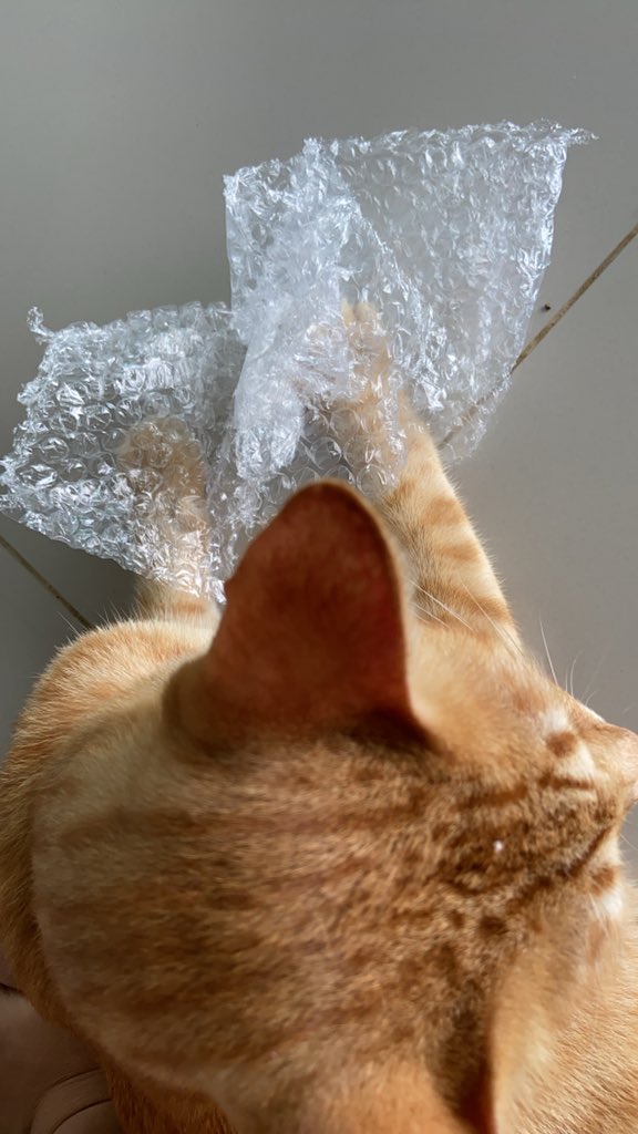 Manan21033's tweet photo. ไอ่ดื้อ🐱 https://t.co/sUIiwepwmI