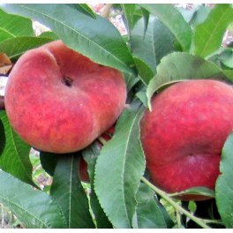 caledelspagesos's tweet photo. FRUITES DEL MES D'AGOST: Albercoc, figa, gerd, grosella, meló, mora, nabiu, nectarina, paraguaià, pera, préssec, pruna, síndria. https://t.co/PhWDnFPZno