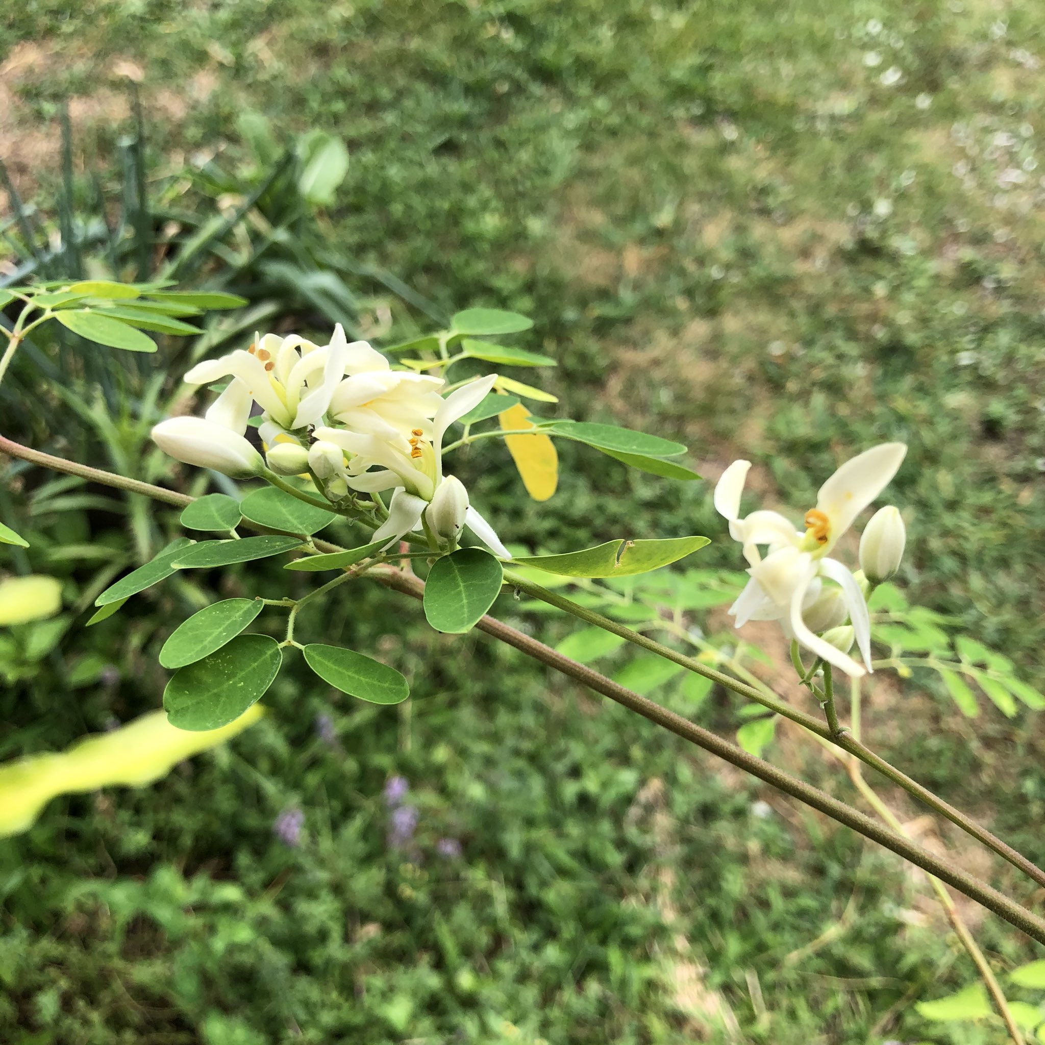 モリンガの花 Twitter Search Twitter