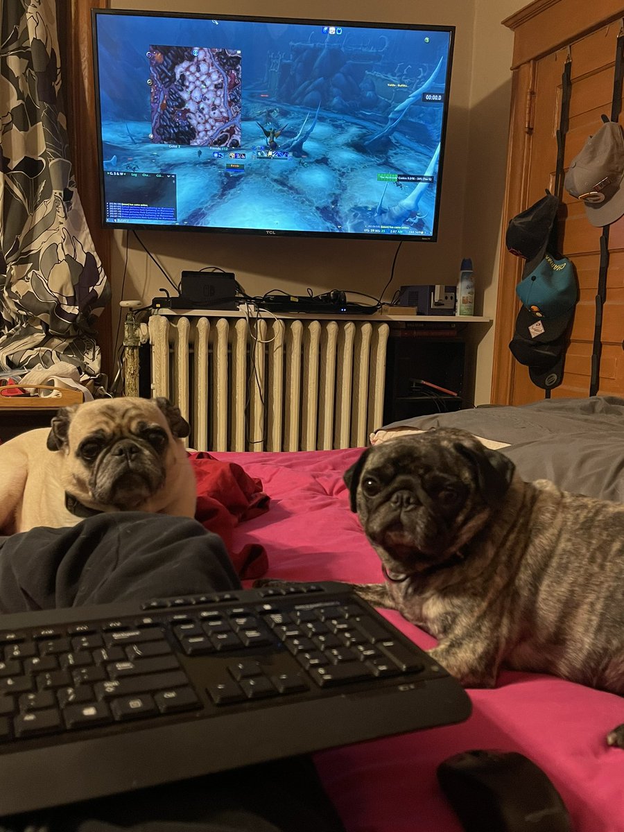 Shadeaux313's tweet photo. My herbalism-in-bed set up …. It’s pretty legit, tbh :) #farmingherbs #gamingwithdogs #Warcraft https://t.co/KXP05cscm1