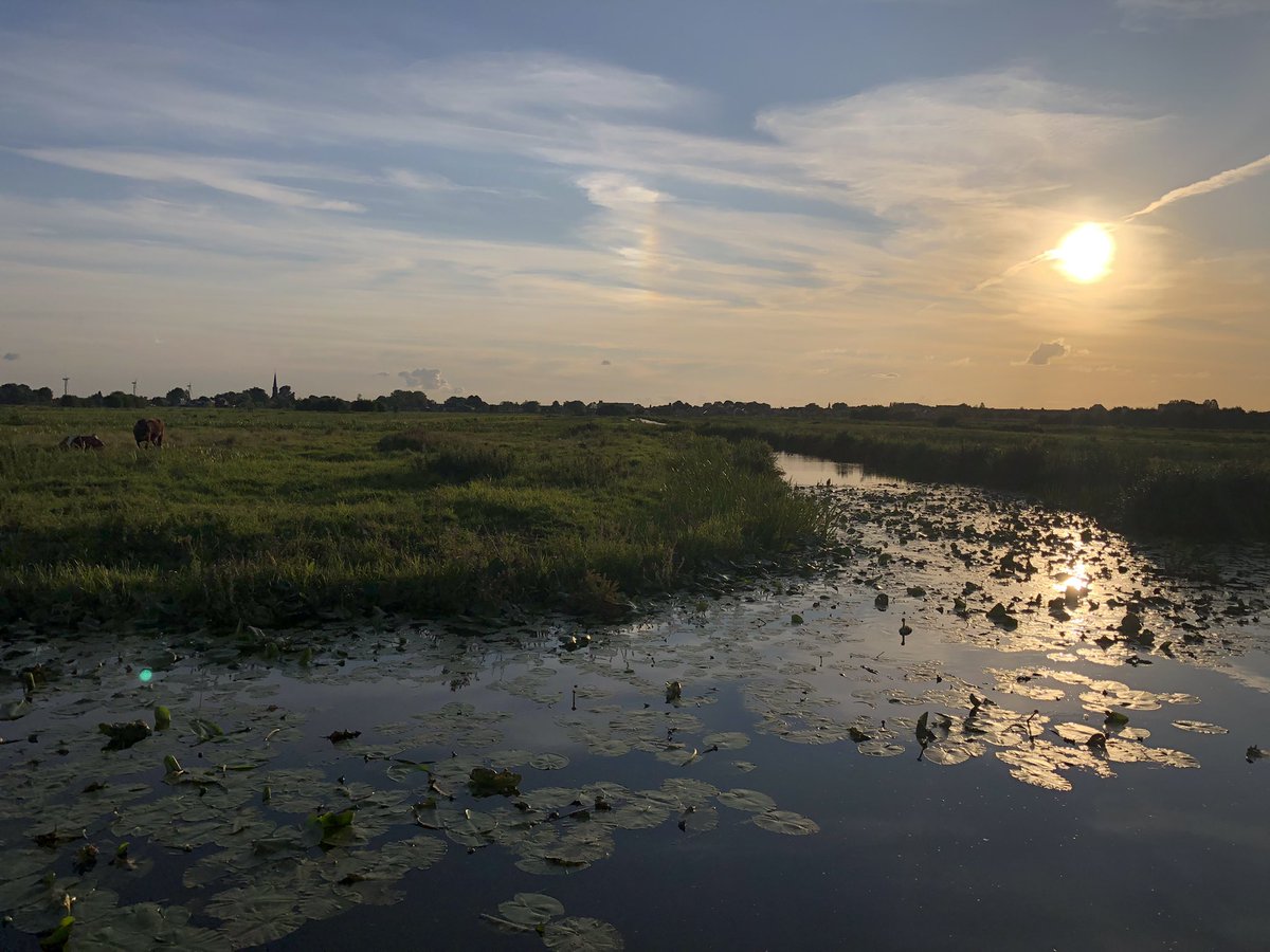 Groenehartstoc1's tweet photo. Zomeravond wandeling door Polder Bloemendaal #winterdijk #Gouda #Waddinxveen https://t.co/7NxXmHepFp