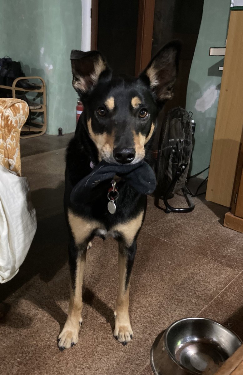 KrisDescovich's tweet photo. When someone wants attention he finds one of my socks then waits for a reaction π€£ #OddDogs https://t.co/utdKK04ebK