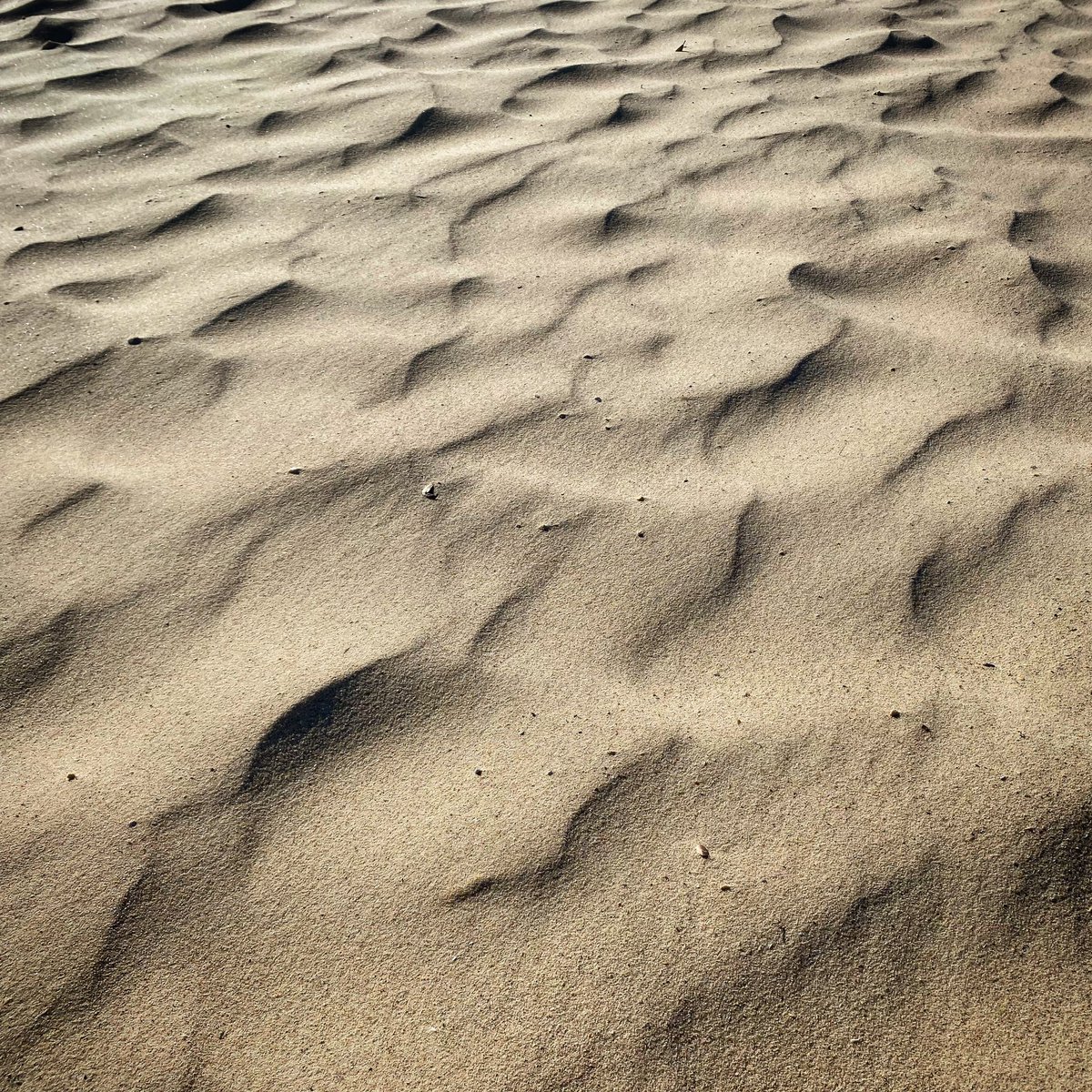 DrEmmaLJohnston's tweet photo. Saltating sands. #Sydney #beaches #saltation https://t.co/ABTCMYWa0t
